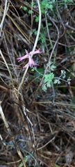 Fumaria bastardii