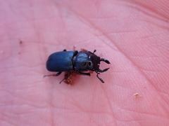 Platycerus oregonensis