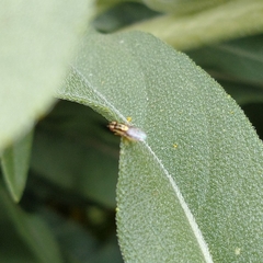 Thaumatomyia glabra
