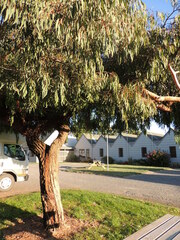Eucalyptus sideroxylon