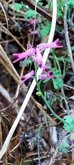Fumaria bastardii