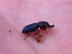 Platycerus oregonensis