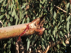 Eucalyptus sideroxylon