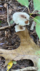 Lepiota rubrotinctoides