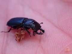 Platycerus oregonensis