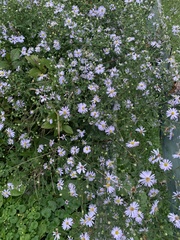 Symphyotrichum novi-belgii