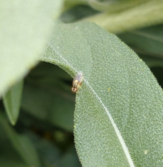 Thaumatomyia glabra