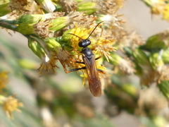 Sphex ashmeadi