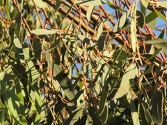 Eucalyptus viminalis