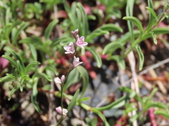 Polygonum douglasii