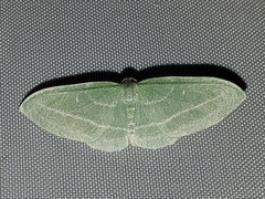 Geometridae