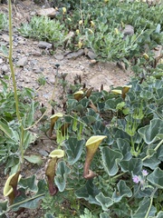 Aristolochia