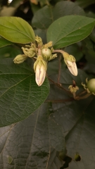 Lycianthes lenta