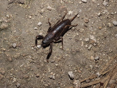 Nesoecia nigrispina