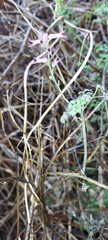 Fumaria bastardii