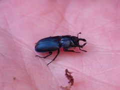 Platycerus oregonensis