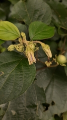 Lycianthes lenta