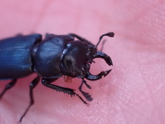 Platycerus oregonensis