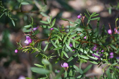 Boronia pinnata