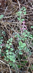 Fumaria bastardii
