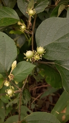 Lycianthes lenta