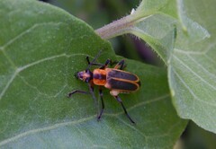 Chauliognathus marginatus
