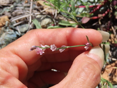 Polygonum douglasii
