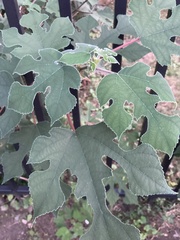 Broussonetia papyrifera