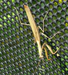 Mantidae