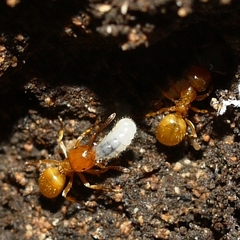 Acanthomyops