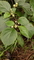 Lycianthes lenta