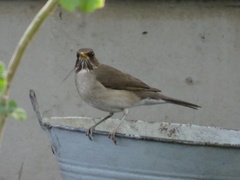 Turdus amaurochalinus