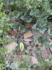 Aristolochia