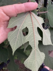 Broussonetia papyrifera