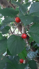 Lycianthes lenta