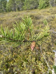 Pinus banksiana