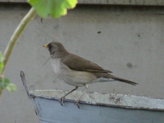 Turdus amaurochalinus