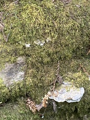 Trametes versicolor