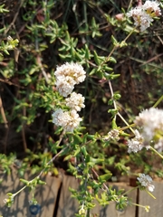 Eriogonum parvifolium