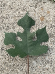 Broussonetia papyrifera