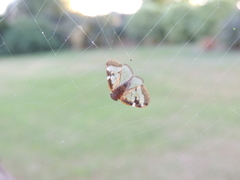 Scolypopa australis