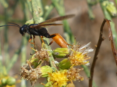 Sphex ashmeadi
