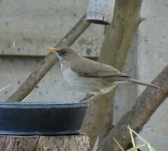 Turdus amaurochalinus