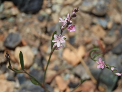 Polygonum douglasii