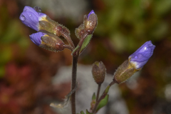 Polemonium pulcherrimum