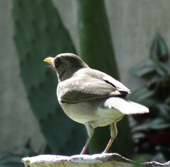 Turdus amaurochalinus