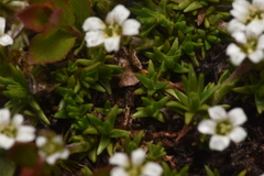 Cherleria biflora