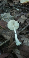 Leucoagaricus rubrotinctus