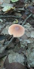 Leucoagaricus rubrotinctus