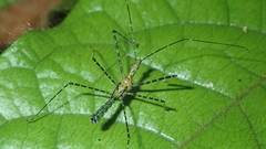 Zelus annulosus